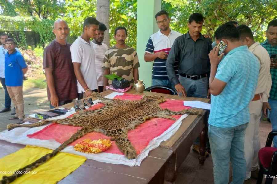 Forest officials display the seized leopard skin at Mujagada range office in Ganjam