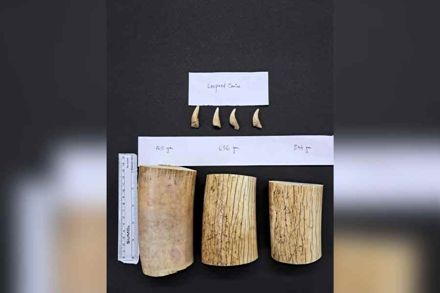 The animal parts seized by the officers of the Jaldapara wildlife division from the couple.