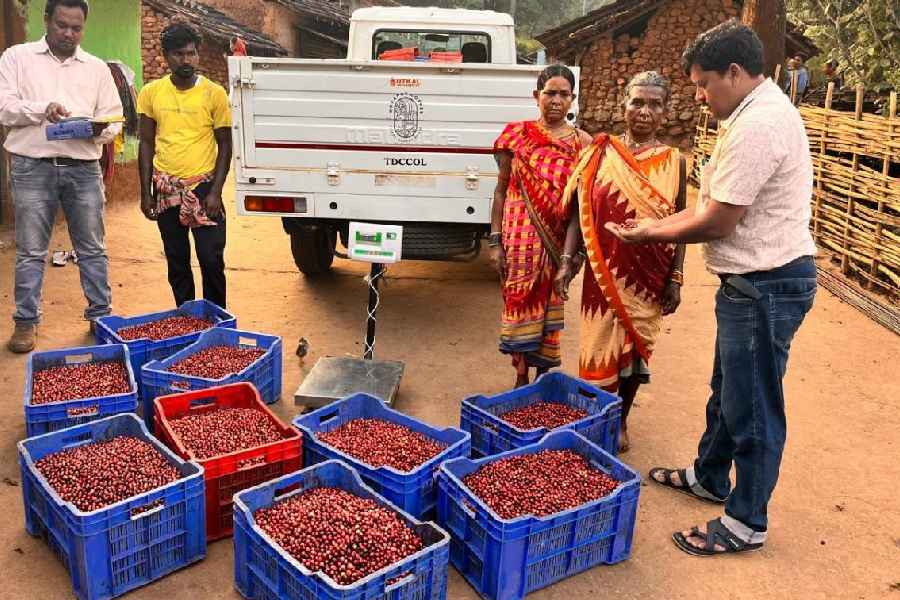Tribal Development Cooperative Corporation officials procure coffee beans from tribals in Koraput