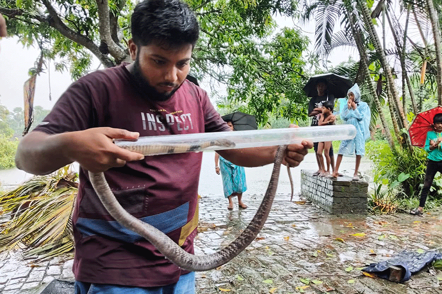 A snake is recued in Bengal (picture courtesy: Suvrajyoti Chatterjee)
