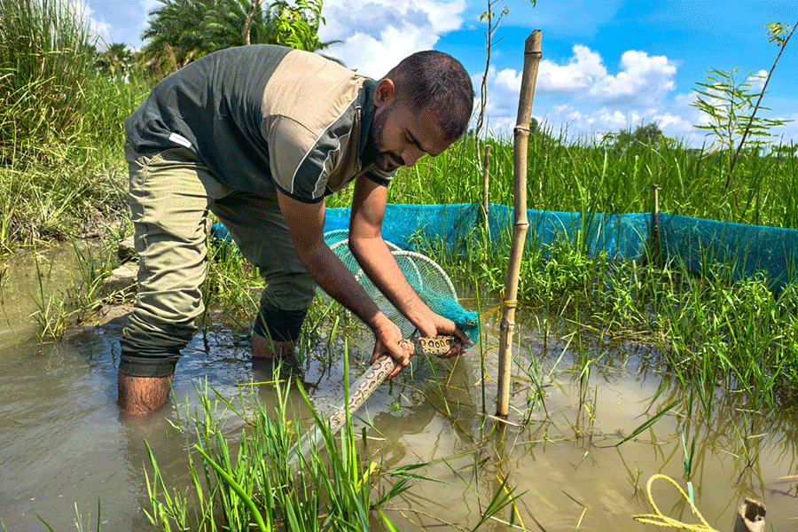 A snake is caught from a paddy field in Bengal (picture courtesy: Suvrajyoti Chatterjee)
