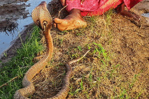 A spectacled cobra, one of the Big Four species of snakes that kill the most people in India (picture courtesy: Gnaneswar C)