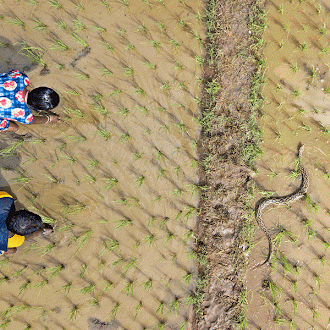 A Russell’s viper in a rice field (picture courtesy: Gnaneswar C)