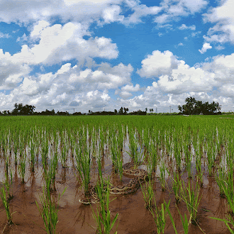 A Russell’s viper, another Big Four species, in a rice field (picture courtesy: Gnaneswar C)