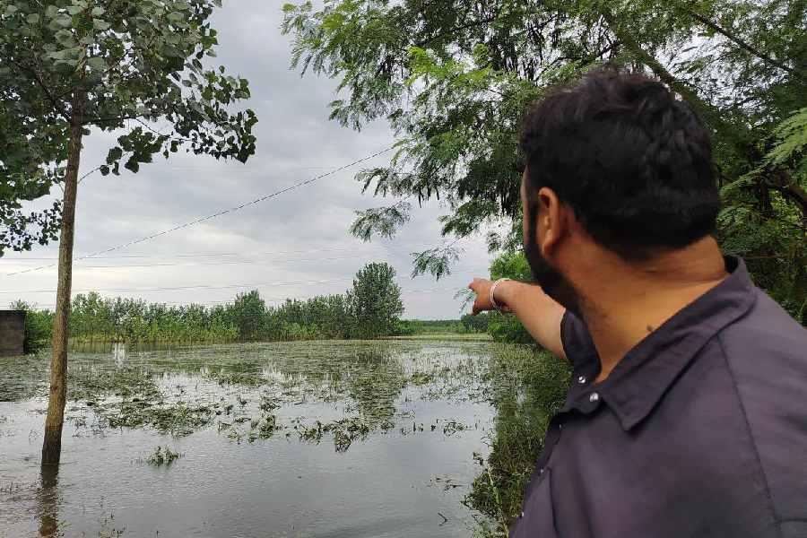 Manish Kumar, the sarpanch of Batarala, points to paddy fields inundated by the swollen Sutlej. Pictures by Vishav Bharti