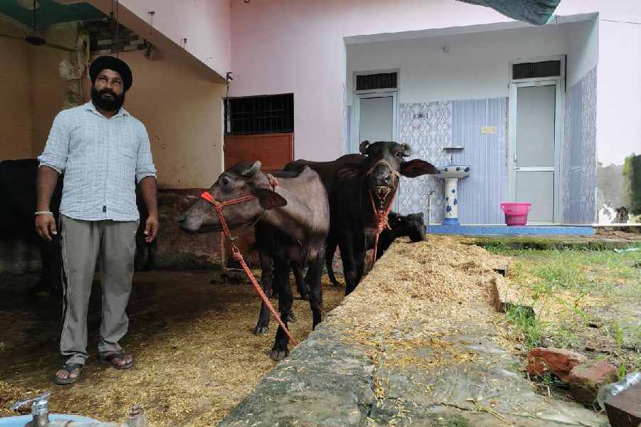 Lakhbir Singh, along with his buffaloes, at the house of another villager who has given shelter not only to him but also his livestock