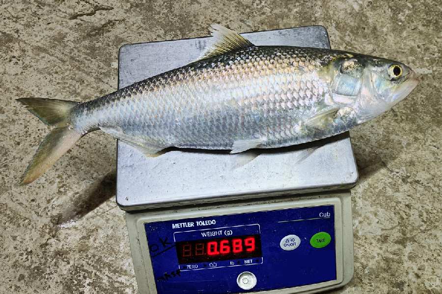 Highest size hilsa of 689 g from Kolaghat pond