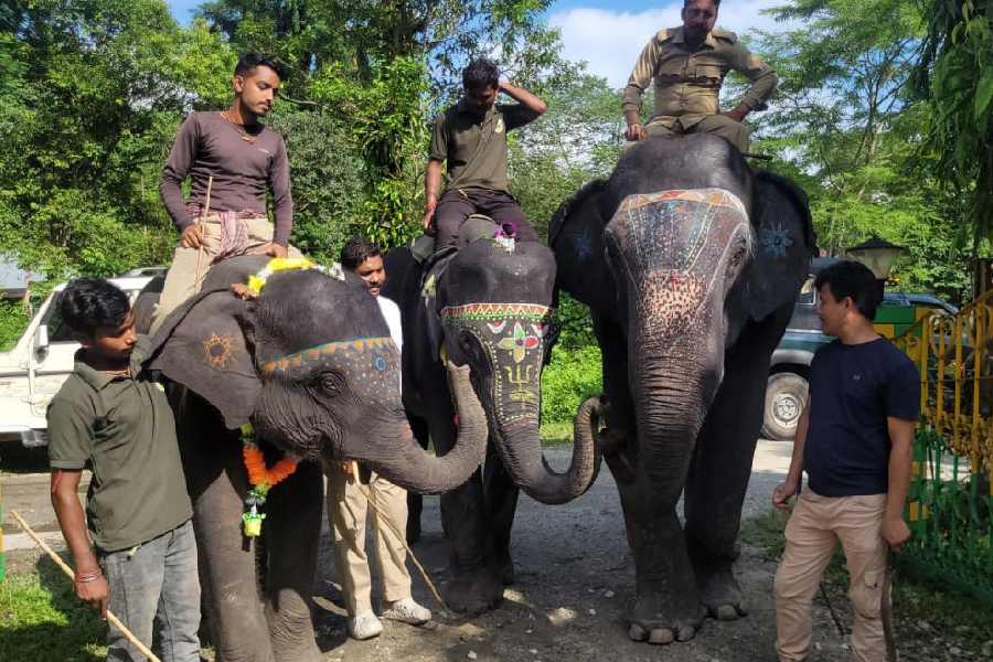 Mahouts and their assistants with pet elephants in the Jaldapara National Park on Wednesday.