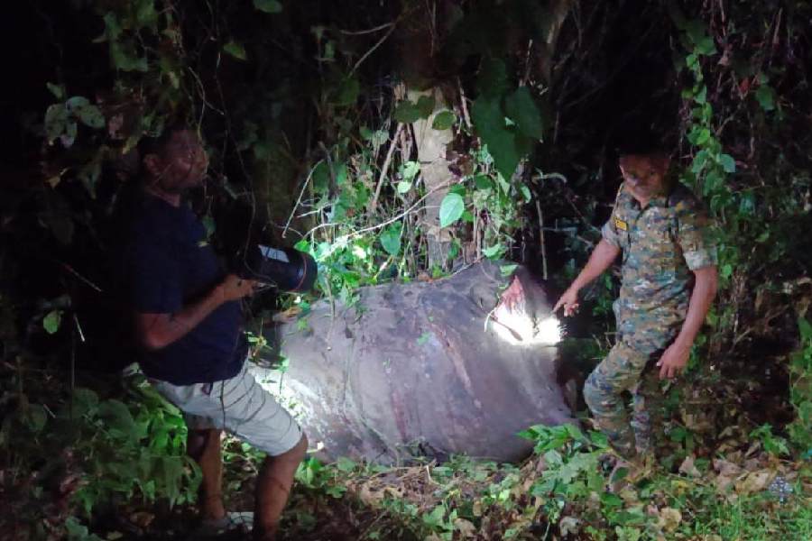 The elephant mowed down by the train in the Mongpong forest near Sevoke on Wednesday night