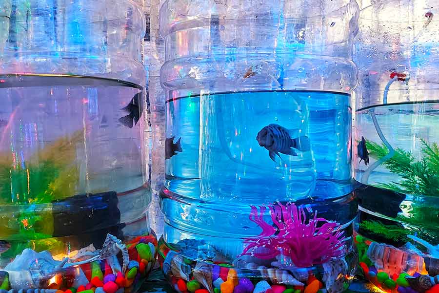 Visitors walking in can experience the unsettling beauty of an oceanic prison, where marine creatures struggle for survival