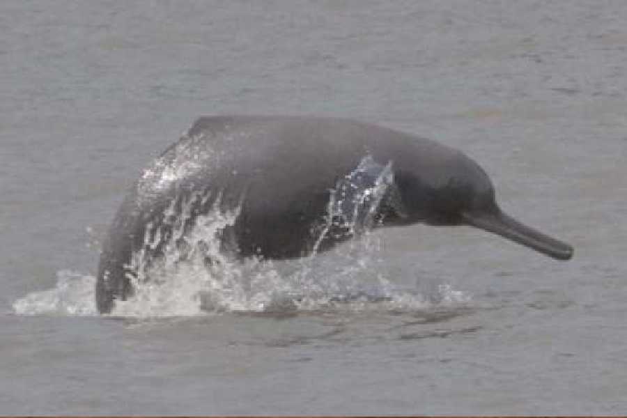 A Gangetic dolphin. 
