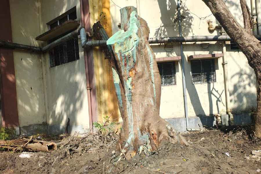 The replanted tree on the Lady Brabourne College campus on Sunday 