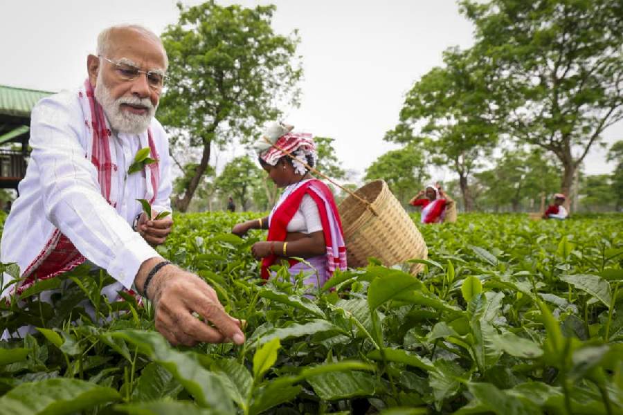 Prime Minister Narendra Modi plucks tea leaves with women workers at a tea garden, in Dibrugarh, Assam.