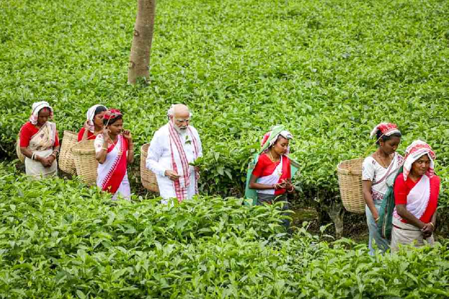 Prime Minister Narendra Modi plucks tea leaves with women workers at a tea garden, in Dibrugarh, Assam.