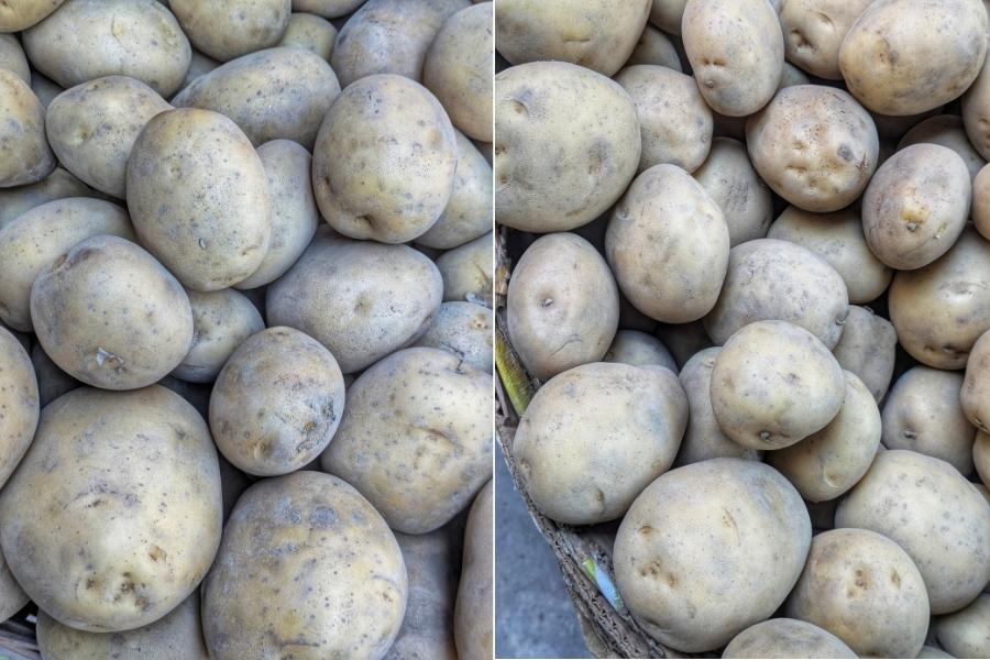 Jyoti and Chandramukhi are not native to Bengal like the lal alu or badami alu