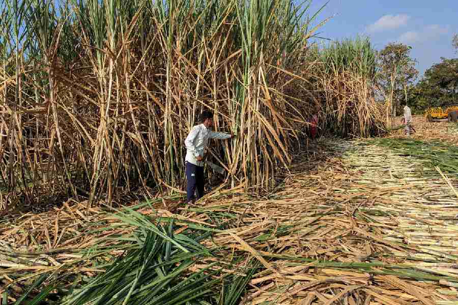 Workers harvest sugarcane in a filed in Kolhapur district in the western state of Maharashtra, India, November 30, 2023.