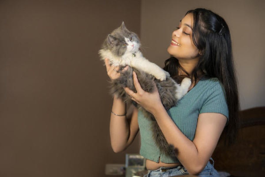 Woman playing with her persian cat at home