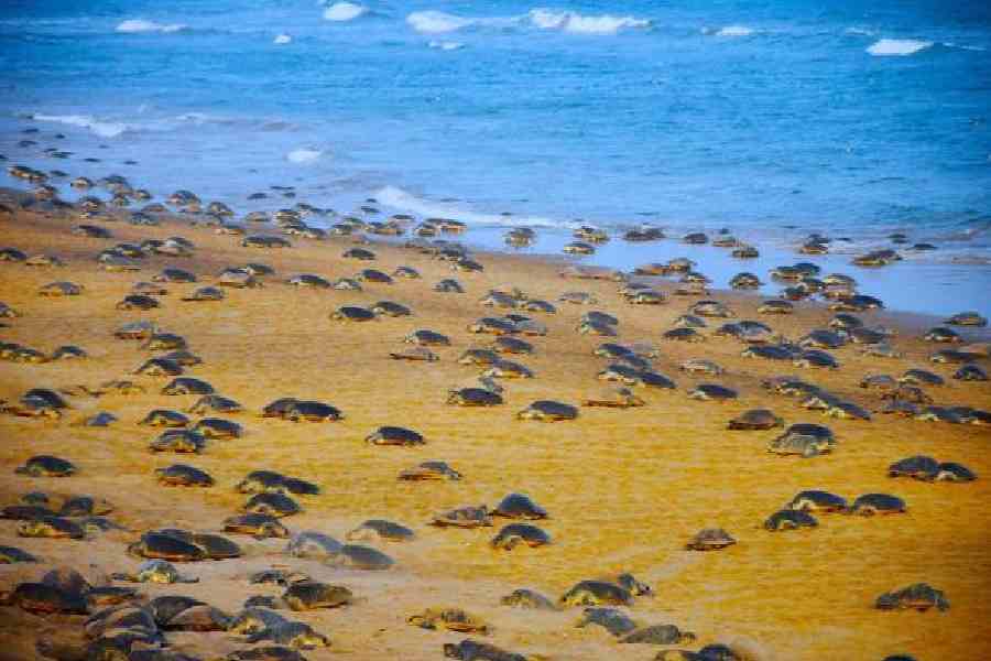  Olive Ridleys typically nest between February and March after moderate to long migrations across the ocean