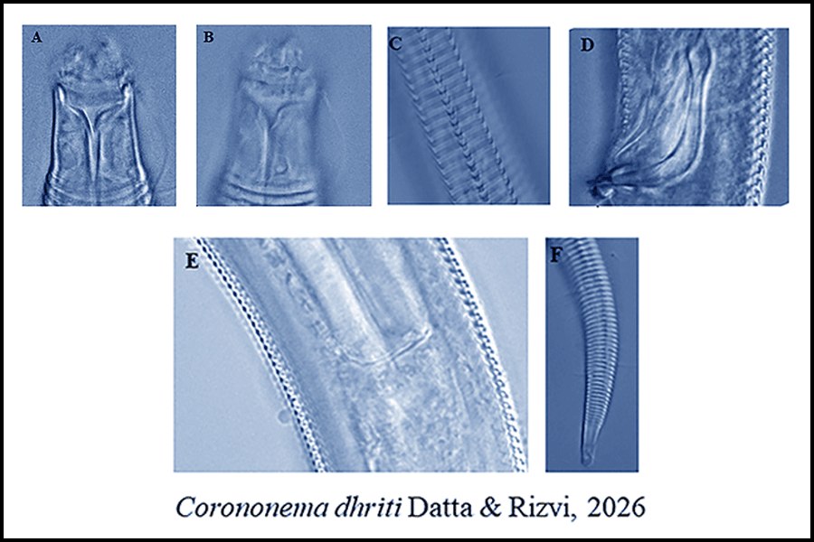 Species Corononema dhriti