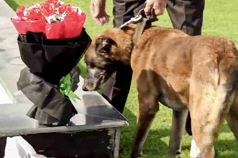 A sniffer dog inspects the bouquet at the Delhi Assembly complex on Monday.