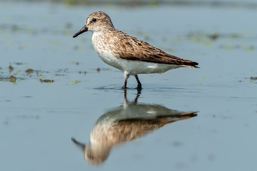 Shorebird