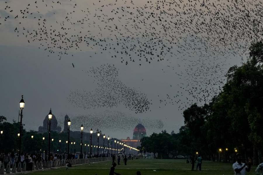 A flock of starlings flies over the Kartavya Path during sunset, in New Delhi, Wednesday, April 8, 2026.
