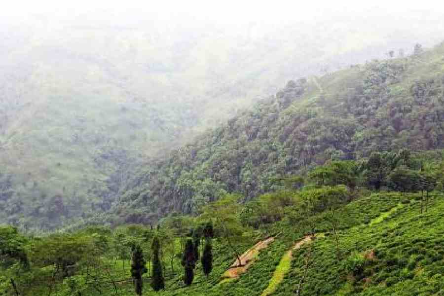A tea garden in the Darjeeling hills