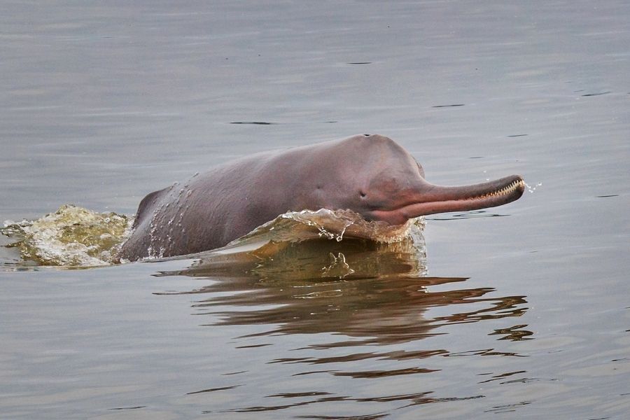 The Ganges River Dolphin (Platanista gangetica)