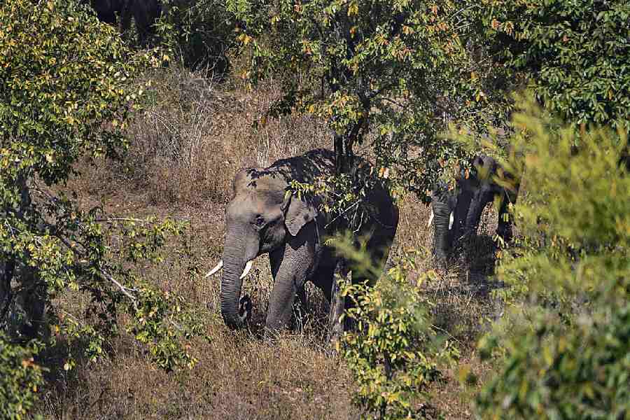 Representational Image