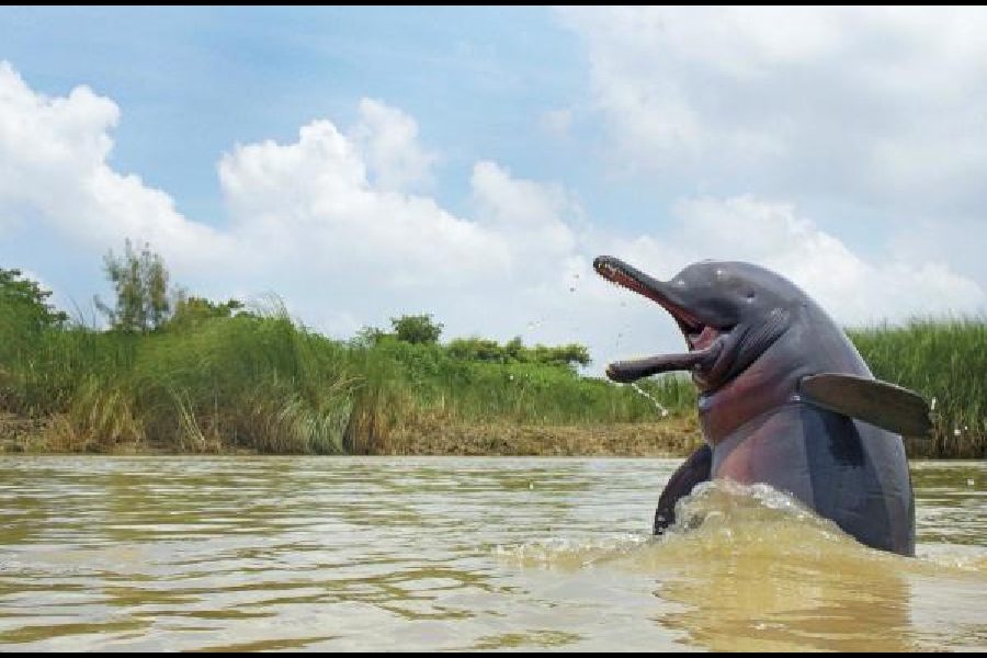 A Gangetic dolphin, that is an endangered species.