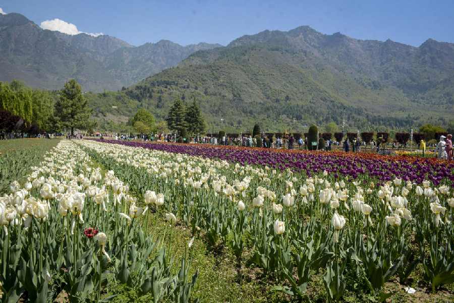 Tourists visit the Tulip Garden, under the foothills of the Zabarwan mountain, in Srinagar, Tuesday, April 14, 2026.