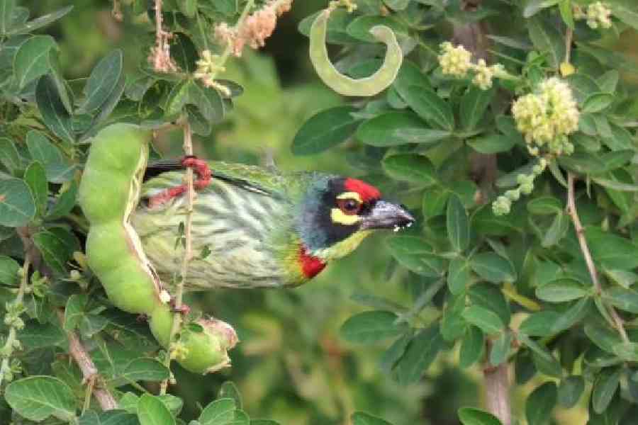 A Coppersmith barbet in Garia in December. Picture courtesy: Titash Chakrabarti