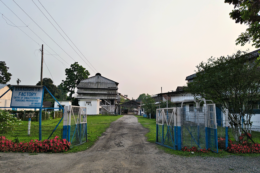 The Baradighi Tea Estate.