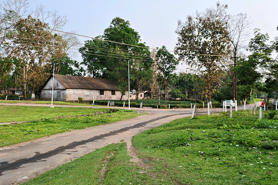A  tea estate  in north Bengal.