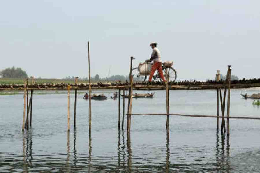 A cyclist crosses a bamboo footbridge over the Nagar river that connects Raiganj with Barsoi in Bihar. Picture by Kousik Sen
