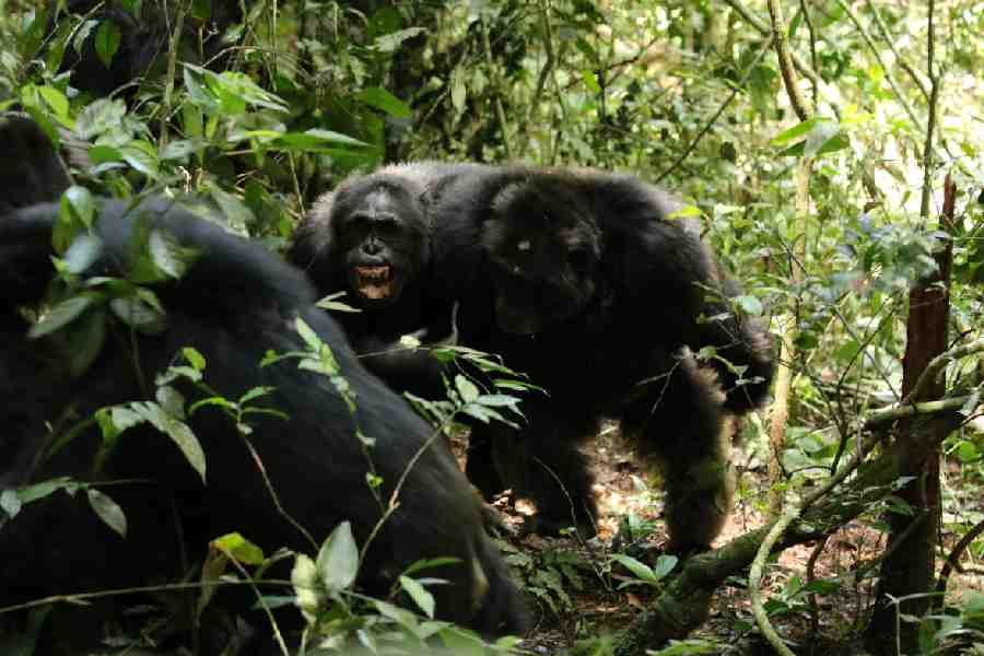 wo adult male members of the Ngogo chimpanzee group exposing their teeth.