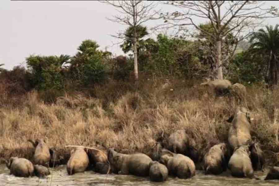 The elephant herd in Jhargram before it moved to Dalma