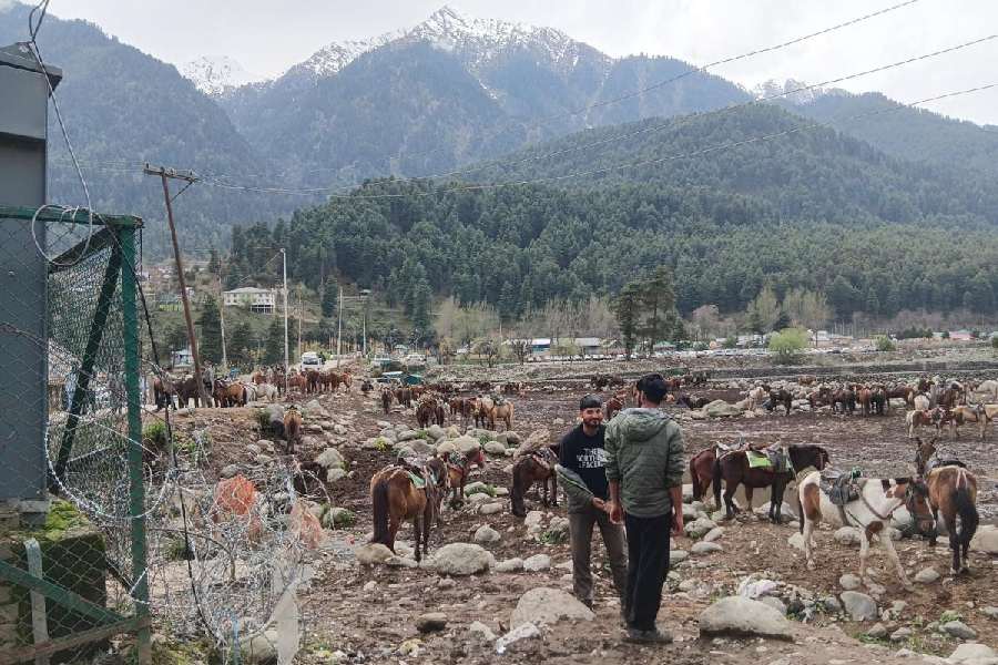 A string of idle ponies and their operators in Pahalgam on Sunday. (Muzaffar Raina) 