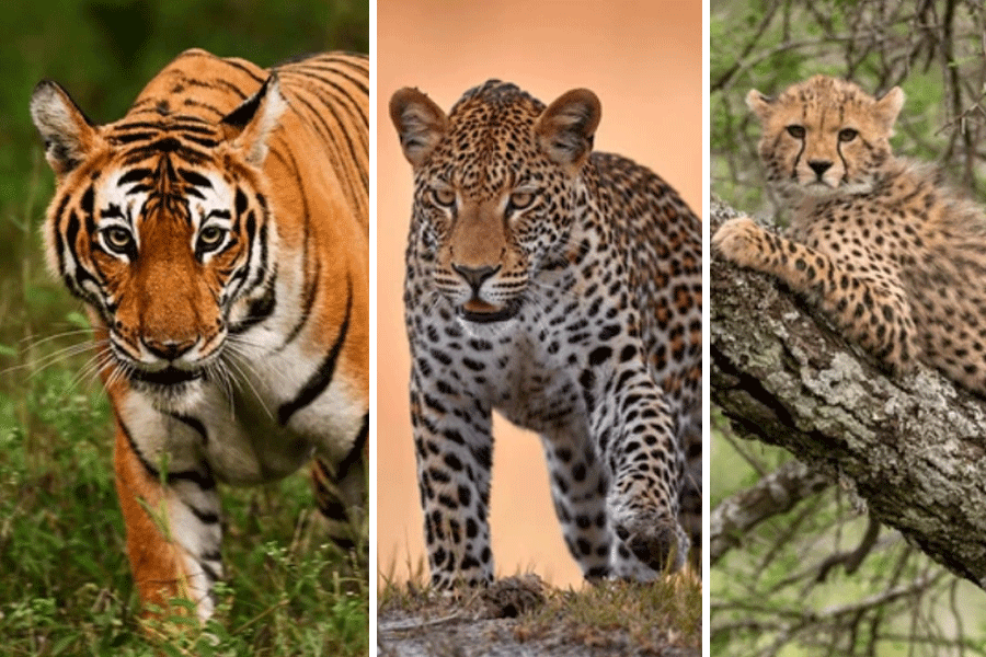 tiger cheetah leopard