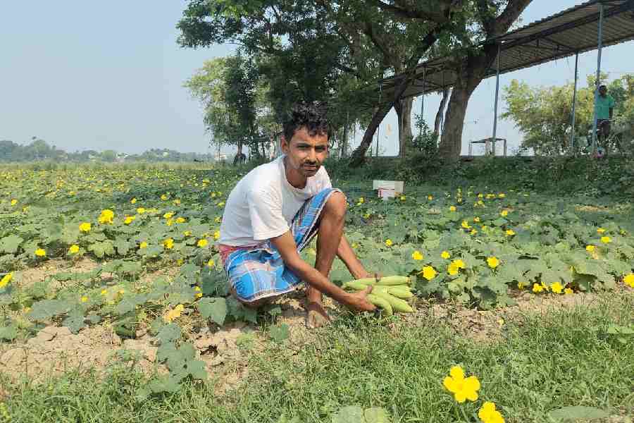 eleted voter Suresh Mahato plucks sponge gourd from his field in Char Jatrasiddhi. 