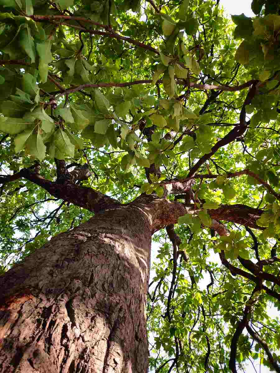 Representational Image