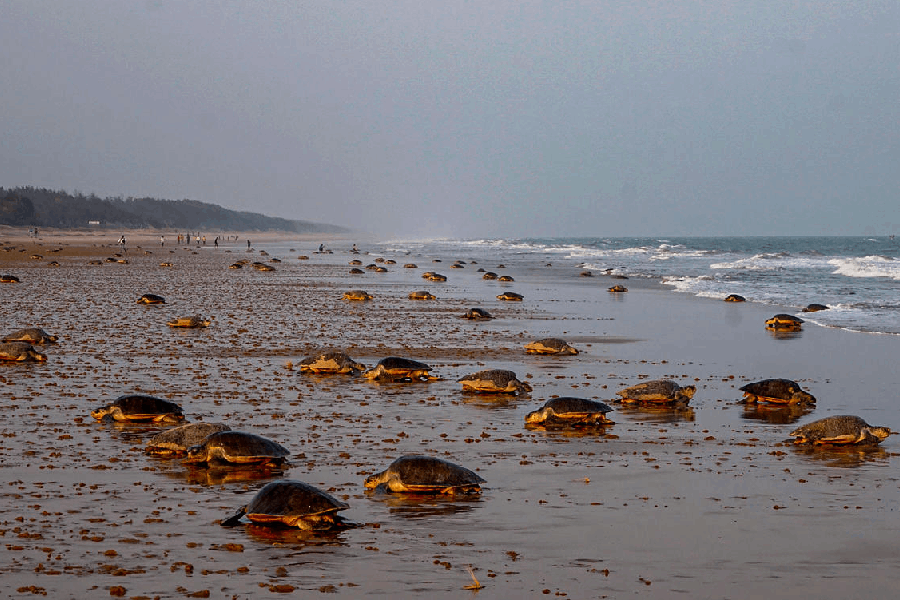 Olive Ridley turtles