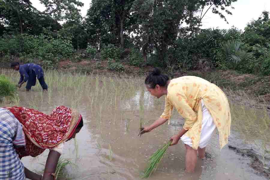 Bhaswati Ray planting paddy with village women
