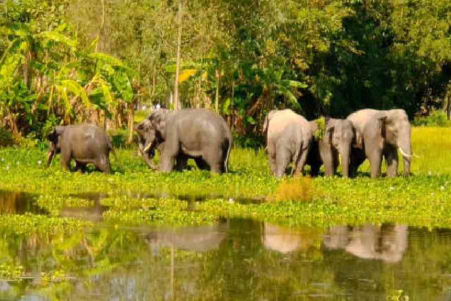 elephant herd guided to Jaldapara