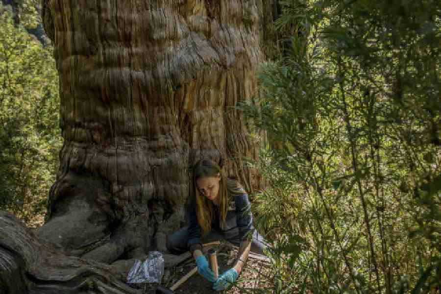 Evolutionary biologist Toby Kiers collects soil samples at the foot of a 3,500-year-old conifer in Chile. nytns/tomas munta