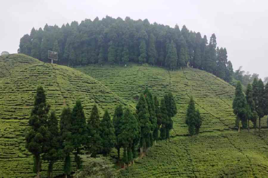 A tea garden in the Darjeeling hills.