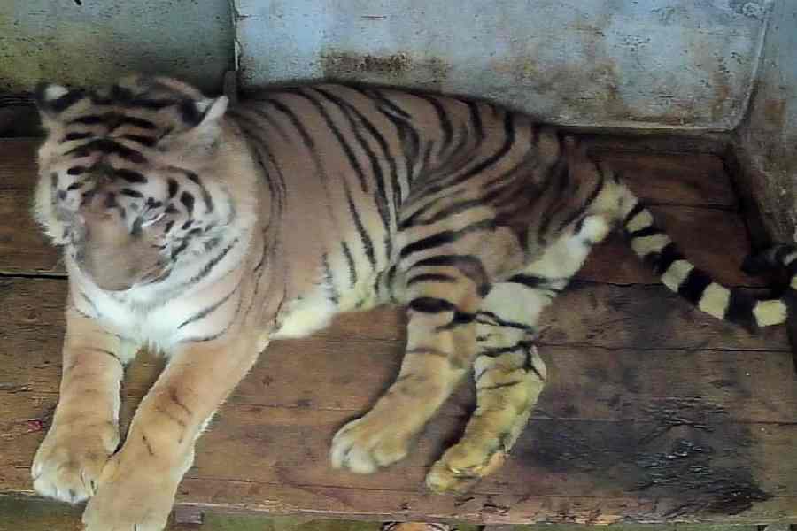 Samrat, the Bengal tiger.