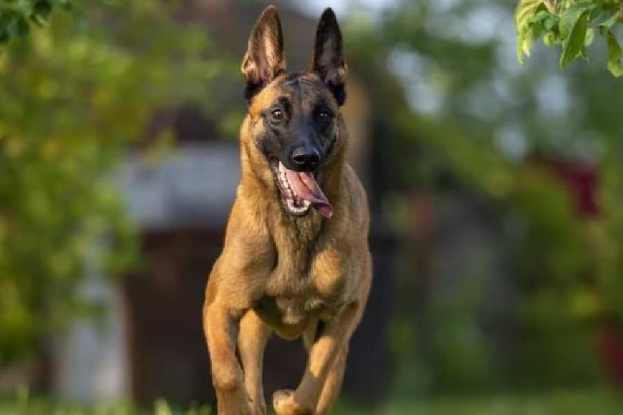 Belgian Malinois (In the ITBP, Belgian Malinois dogs are preferred for explosive detection)