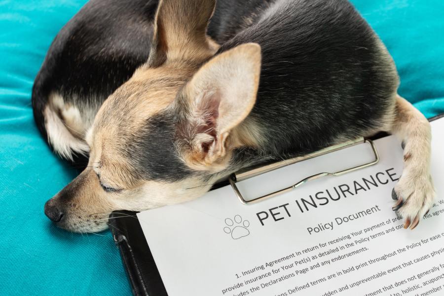 Pets Insurance