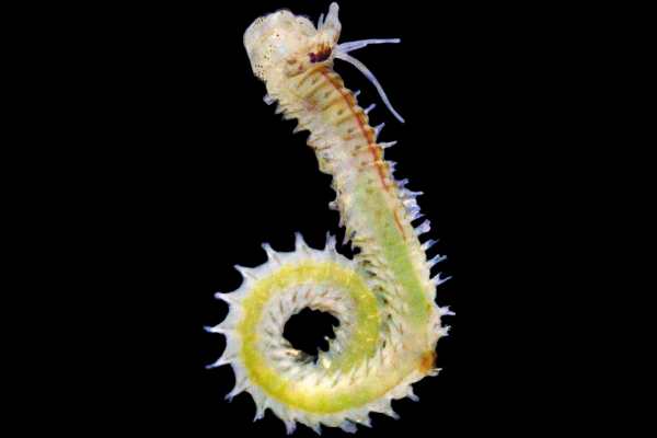 Nereidids are vital to coastal health, playing a critical role in nutrient cycling and sediment aeration